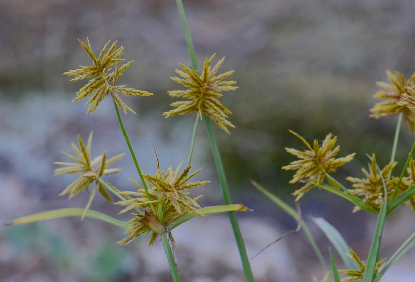 Image of strawcolored flatsedge