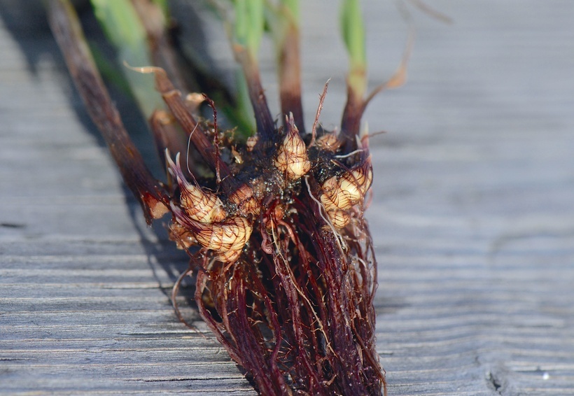 Image of strawcolored flatsedge