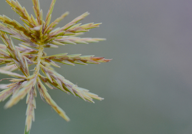 Image of strawcolored flatsedge