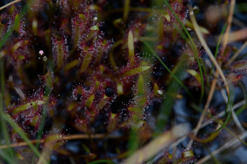 Image of slenderleaf sundew