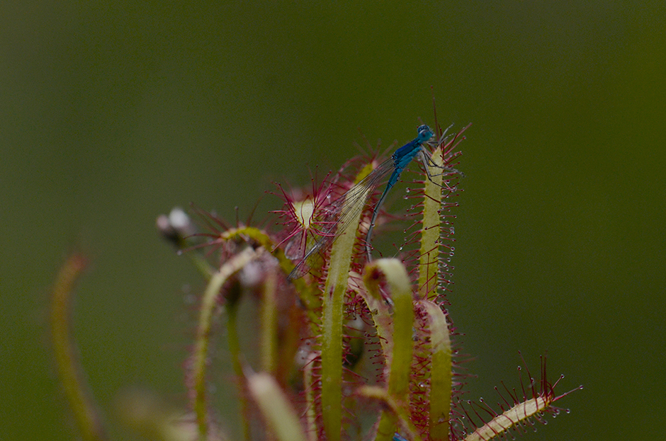 Image of slenderleaf sundew