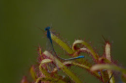 Image of slenderleaf sundew