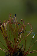 Image of slenderleaf sundew