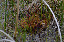 Image of slenderleaf sundew