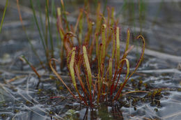 Image of slenderleaf sundew