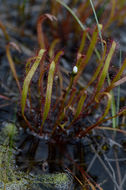 Image of slenderleaf sundew