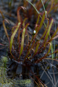 Image of slenderleaf sundew