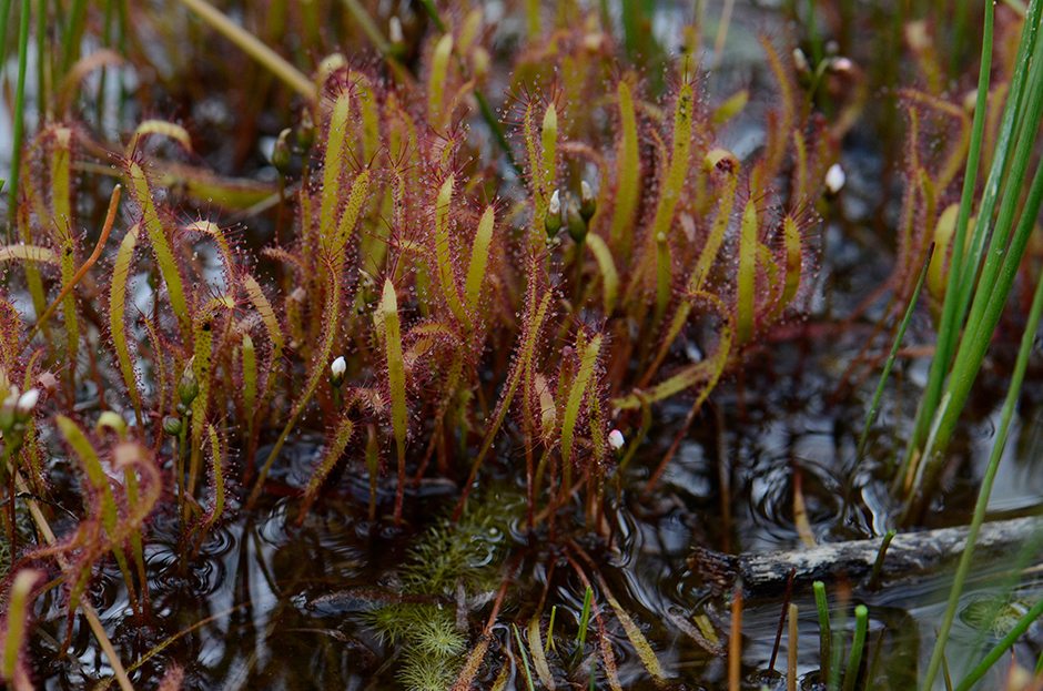 Image of slenderleaf sundew