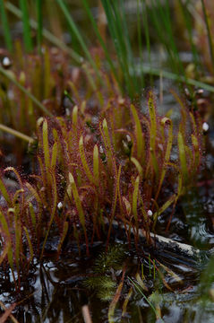 Image of slenderleaf sundew