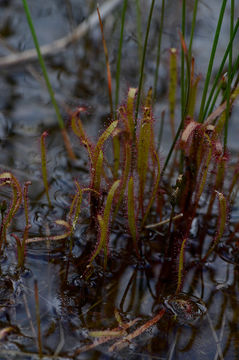 Image of slenderleaf sundew