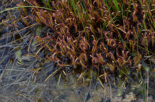 Image of slenderleaf sundew