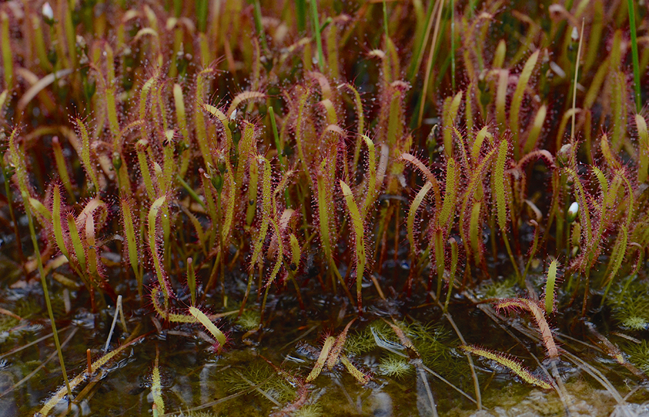 Image of slenderleaf sundew