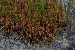 Image of slenderleaf sundew