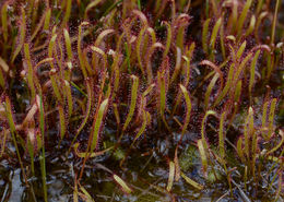 Image of slenderleaf sundew