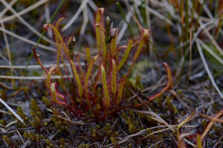 Image of slenderleaf sundew