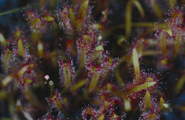 Image of slenderleaf sundew