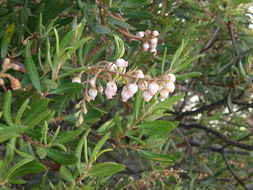 Image of Comarostaphylis polifolia (Kunth) Zuccarini ex Klotzsch