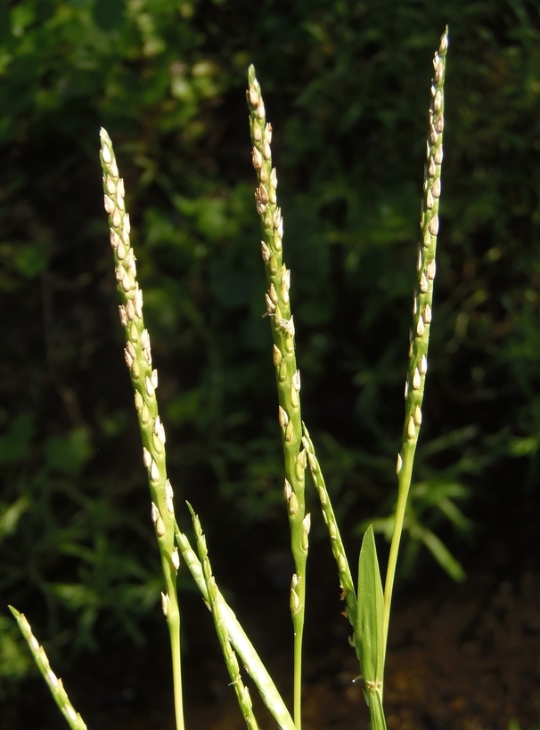 Image of St. Augustine grass