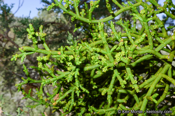 Image of juniper mistletoe