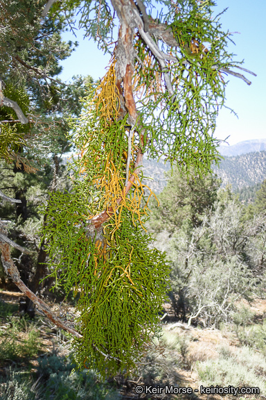 Image of juniper mistletoe