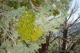 Image of juniper mistletoe