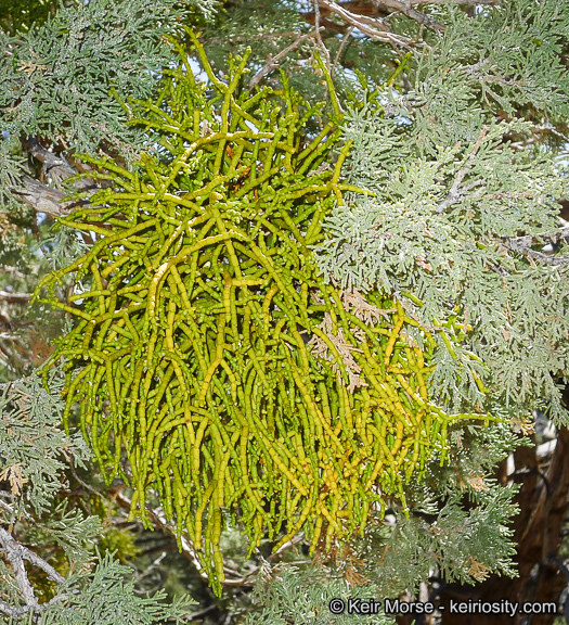 Image of juniper mistletoe