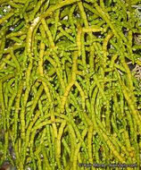 Image of juniper mistletoe