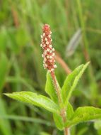 Image de Acalypha phleoides Cav.