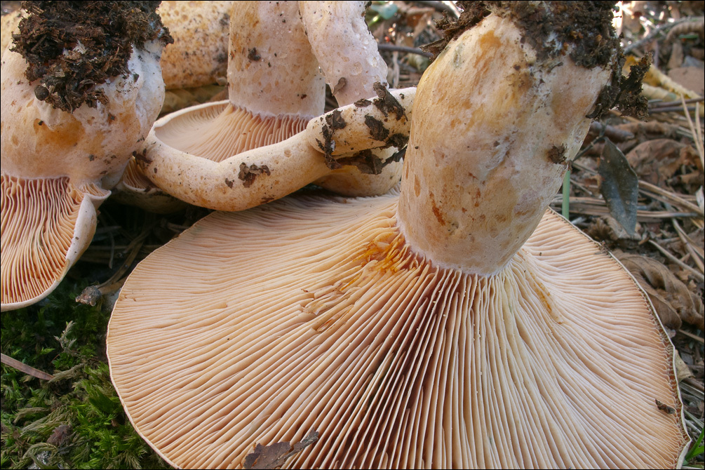 Image of Bloody milkcap