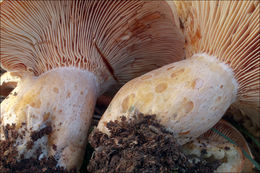 Image of Bloody milkcap