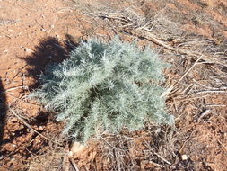 Image of sand sagebrush