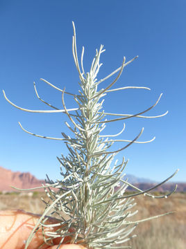 Image of sand sagebrush