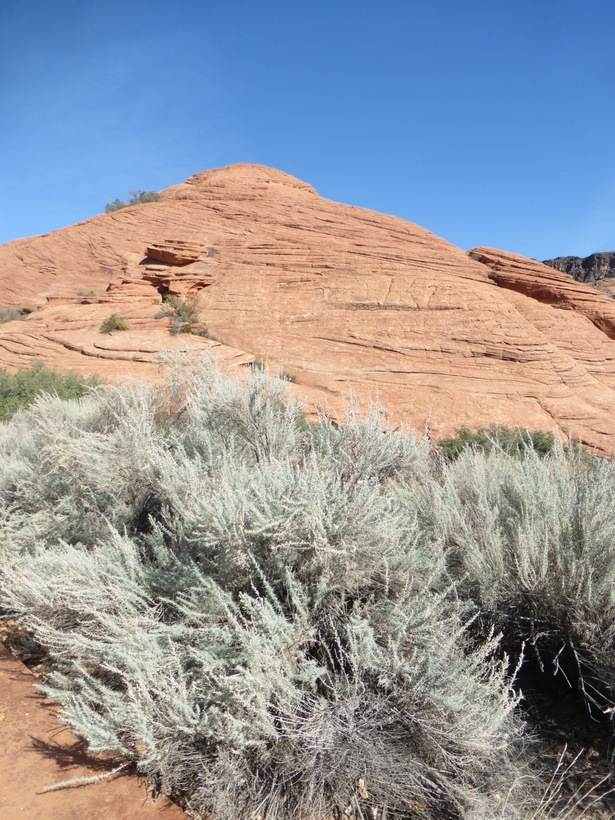 Image of sand sagebrush