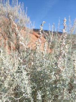 Image of sand sagebrush