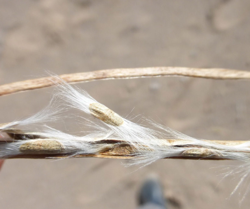 Image of desert willow