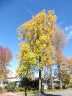 Image of Tulip tree