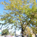 Image of Quercus castaneifolia C. A. Mey.