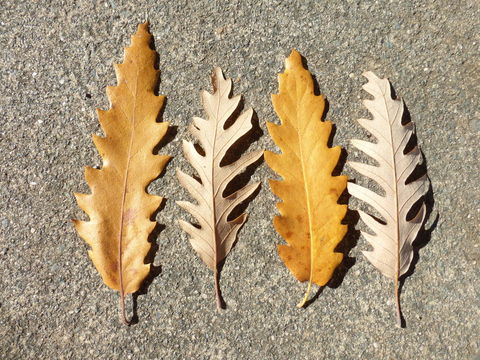 Image of Chestnut-leaved Oak