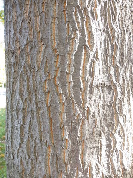 Image of Chestnut-leaved Oak