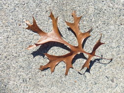 Image of Pin Oak