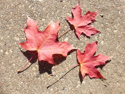 Image of sugar maple