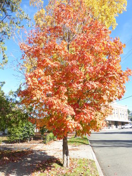 Image of sugar maple