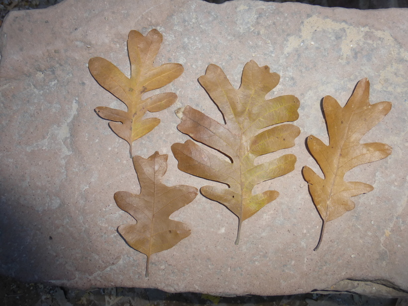 Image of Gambel Oak