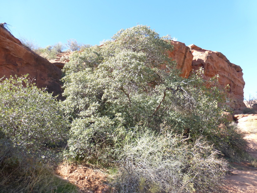 Слика од Quercus turbinella Greene