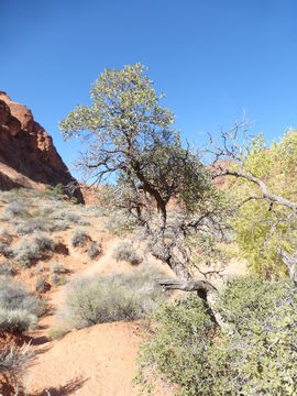 Image of Desert Scrub Oak