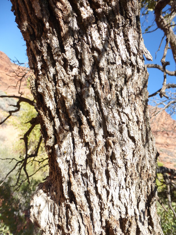 Слика од Quercus turbinella Greene