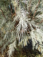 Image of Athel tamarisk