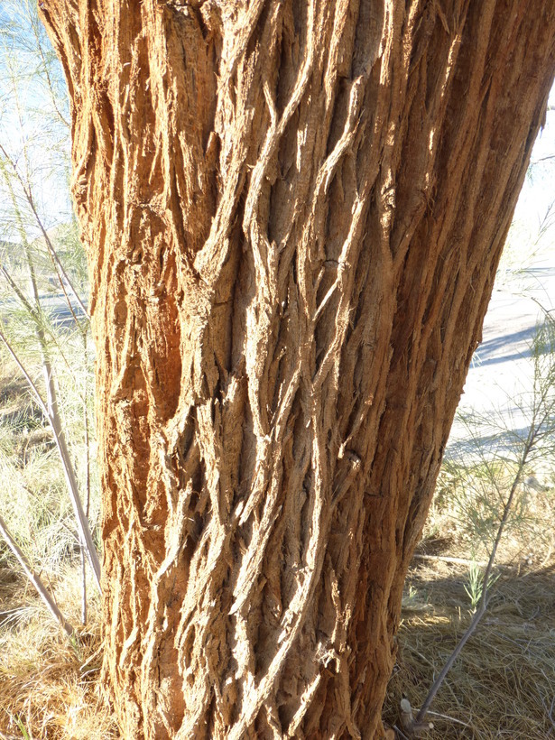 Image of Athel tamarisk