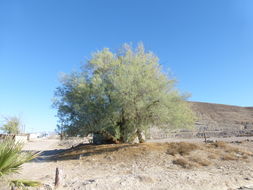 Image of Athel tamarisk