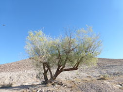 Image of Athel tamarisk